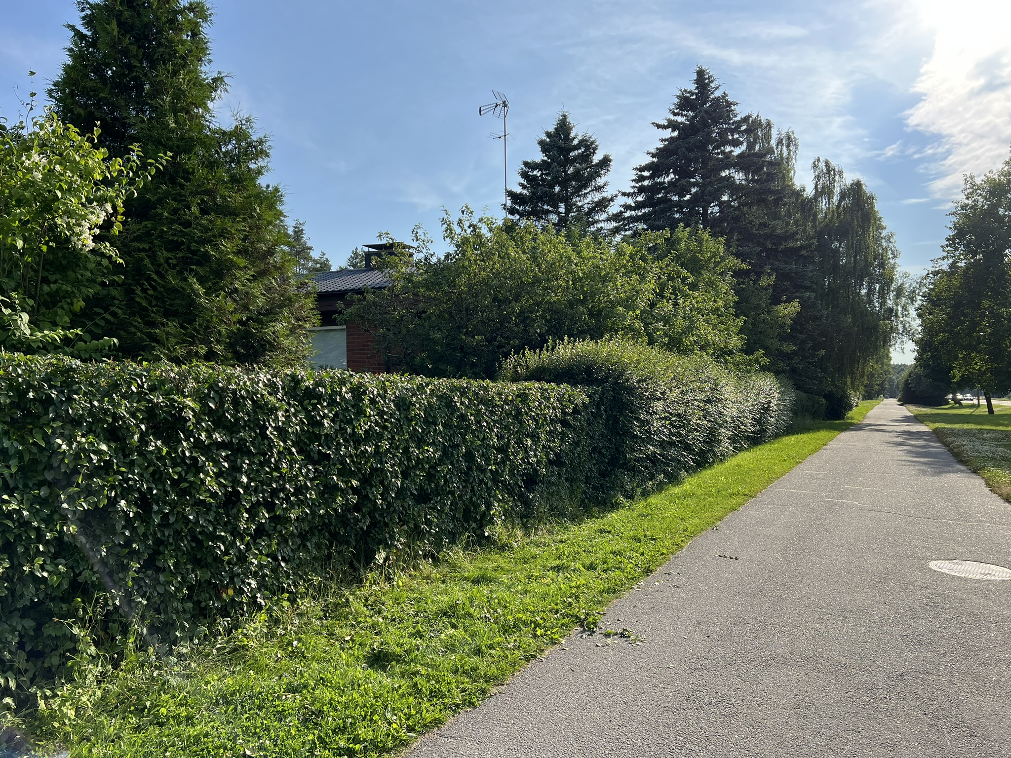 Puskien siistiminen